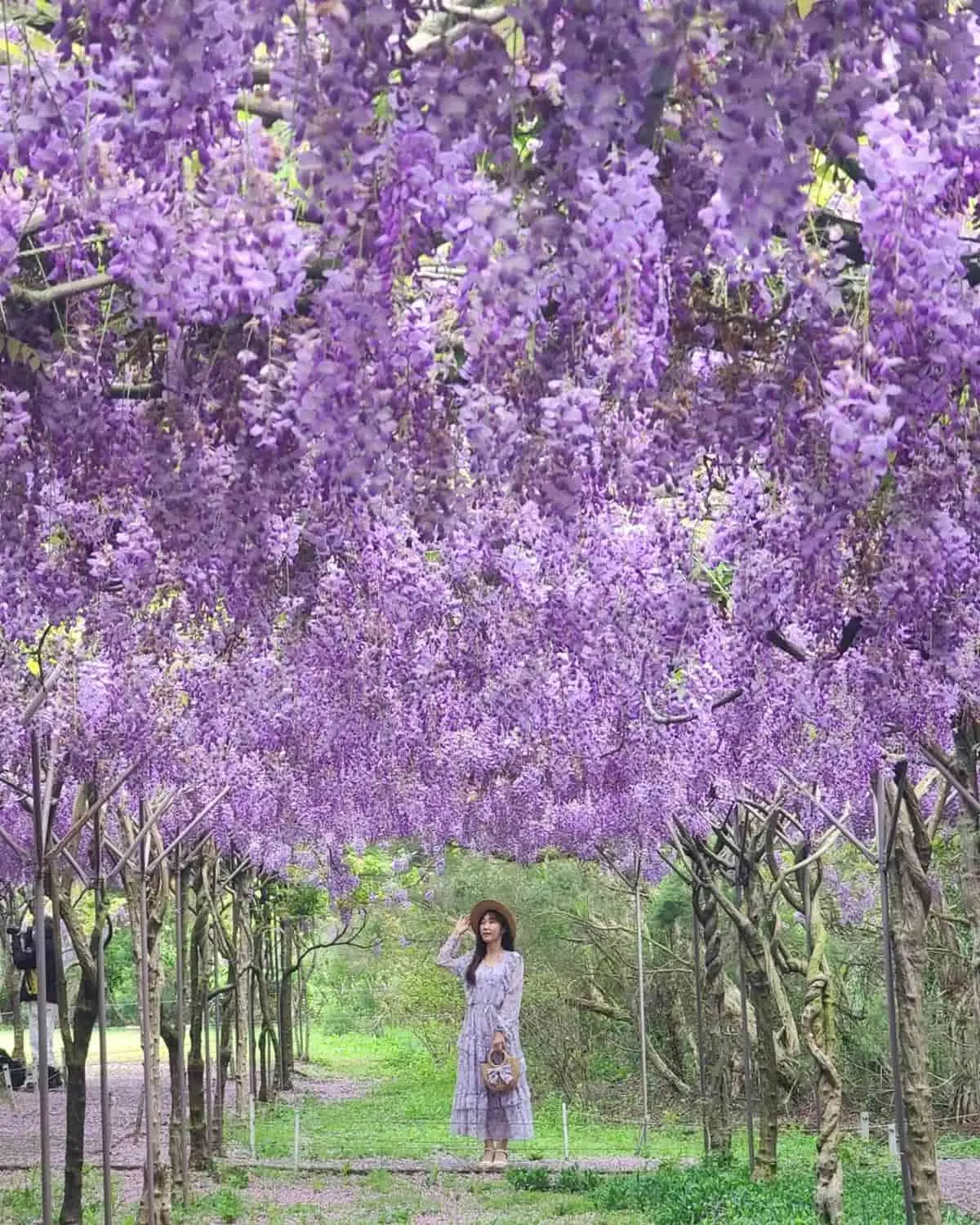 全台最大紫藤花園「這時」開放!上千株紫藤花海比往年更美,限時2週快搶拍 全台最大紫藤花園「這時」開放!上千株紫藤花海比往年更美,限時2週快搶拍