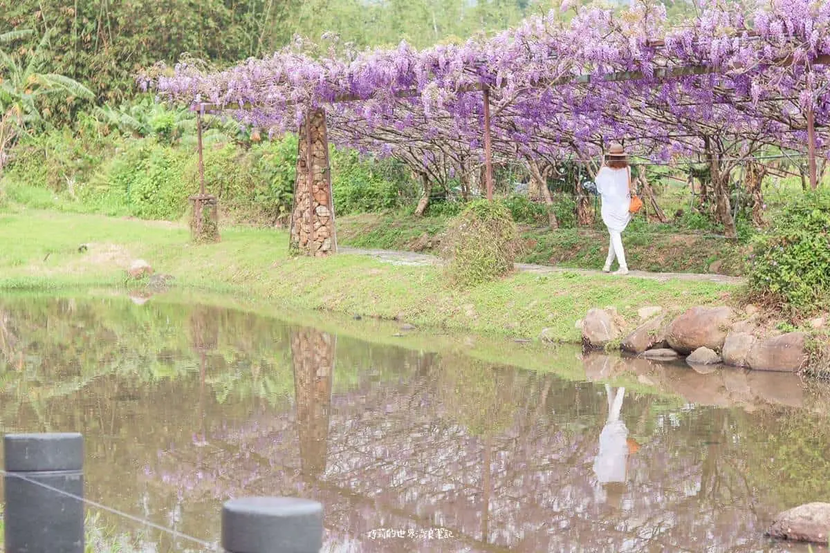 全台最大紫藤花園「這時」開放!上千株紫藤花海比往年更美,限時2週快搶拍 全台最大紫藤花園「這時」開放!上千株紫藤花海比往年更美,限時2週快搶拍