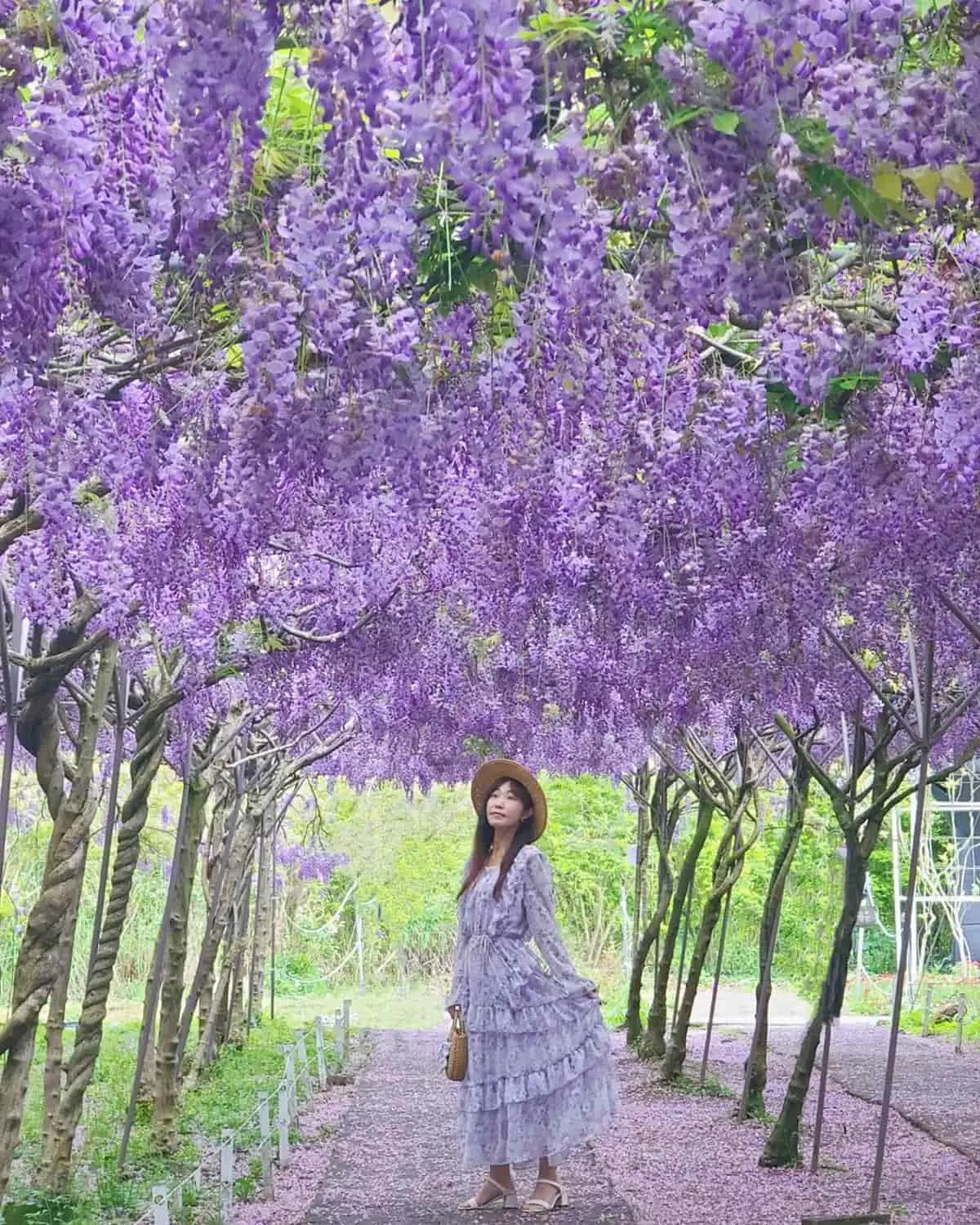 全台最大紫藤花園「這時」開放!上千株紫藤花海比往年更美,限時2週快搶拍 全台最大紫藤花園「這時」開放!上千株紫藤花海比往年更美,限時2週快搶拍