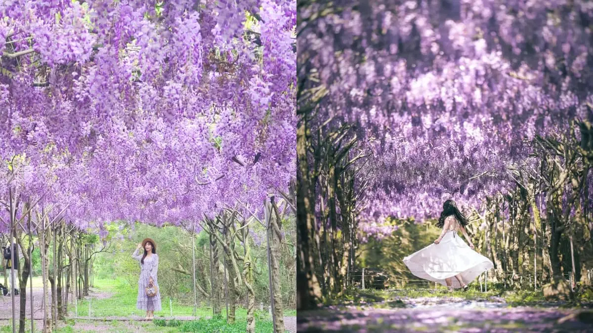全台最大紫藤花園「這時」開放！上千株紫藤花海比往年更美，限時２週快搶拍