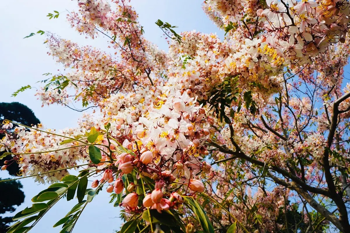國小女童免費逛!萬坪「台版兼六園」搶拍和服美照、許願藤,穿碎花服享半價 國小女童免費逛!萬坪「台版兼六園」搶拍和服美照、許願藤,穿碎花服享半價