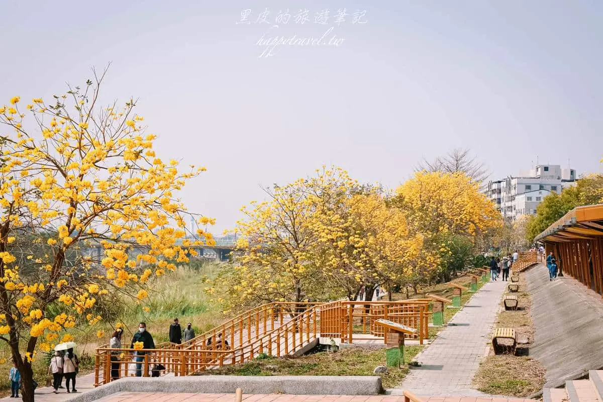這週錯過等明年!嘉義最美步道「黃花風鈴木」爆發中,宛如置身浪漫韓劇場景 這週錯過等明年!嘉義最美步道「黃花風鈴木」爆發中,宛如置身浪漫韓劇場景