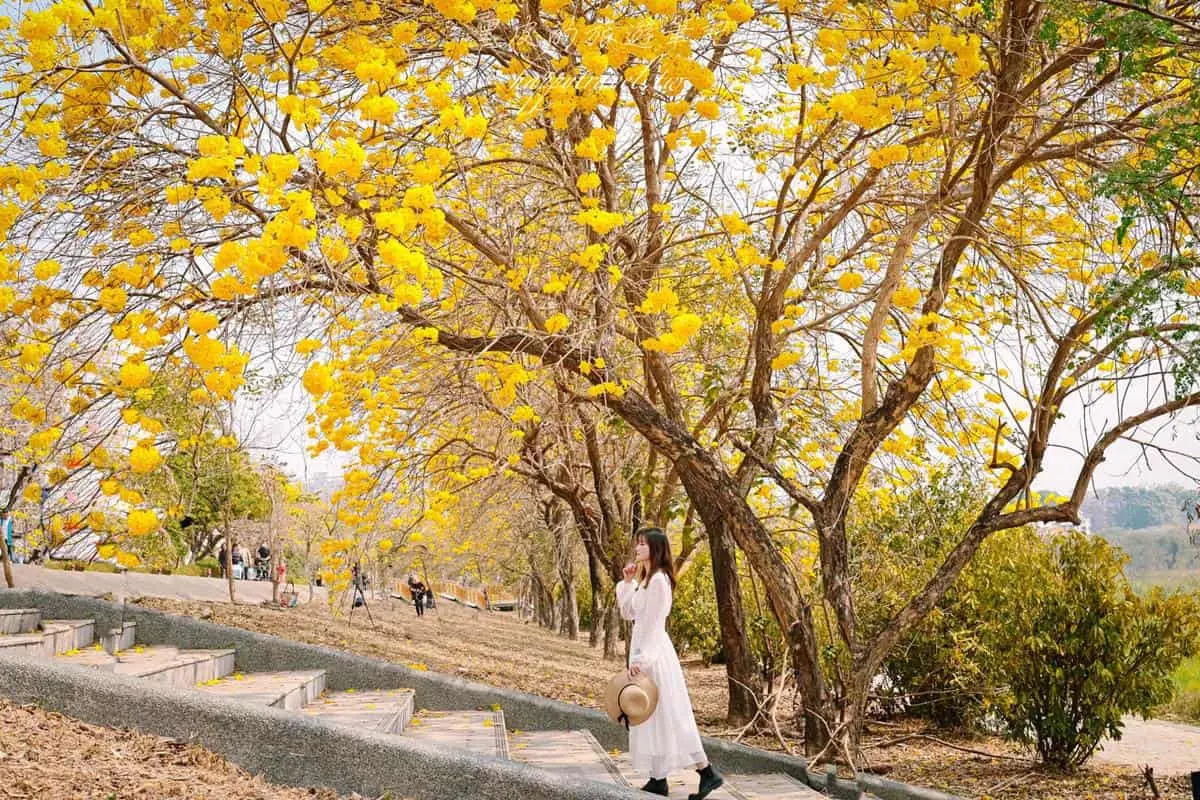這週錯過等明年!嘉義最美步道「黃花風鈴木」爆發中,宛如置身浪漫韓劇場景 這週錯過等明年!嘉義最美步道「黃花風鈴木」爆發中,宛如置身浪漫韓劇場景