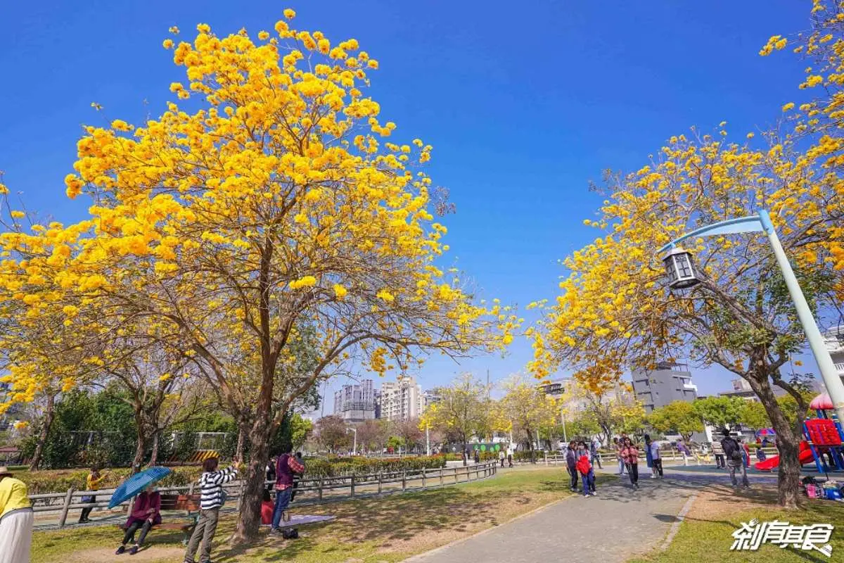 黃花風鈴木大爆發！５處「賞花夯點」錯過等明年：１公里花海隧道、金黃公園
