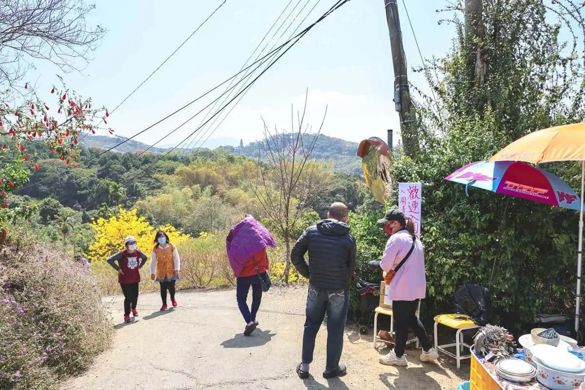 全台最美「粉紅山丘」在這！比人高「麝香木花海」爆發中，３月底前快朝聖