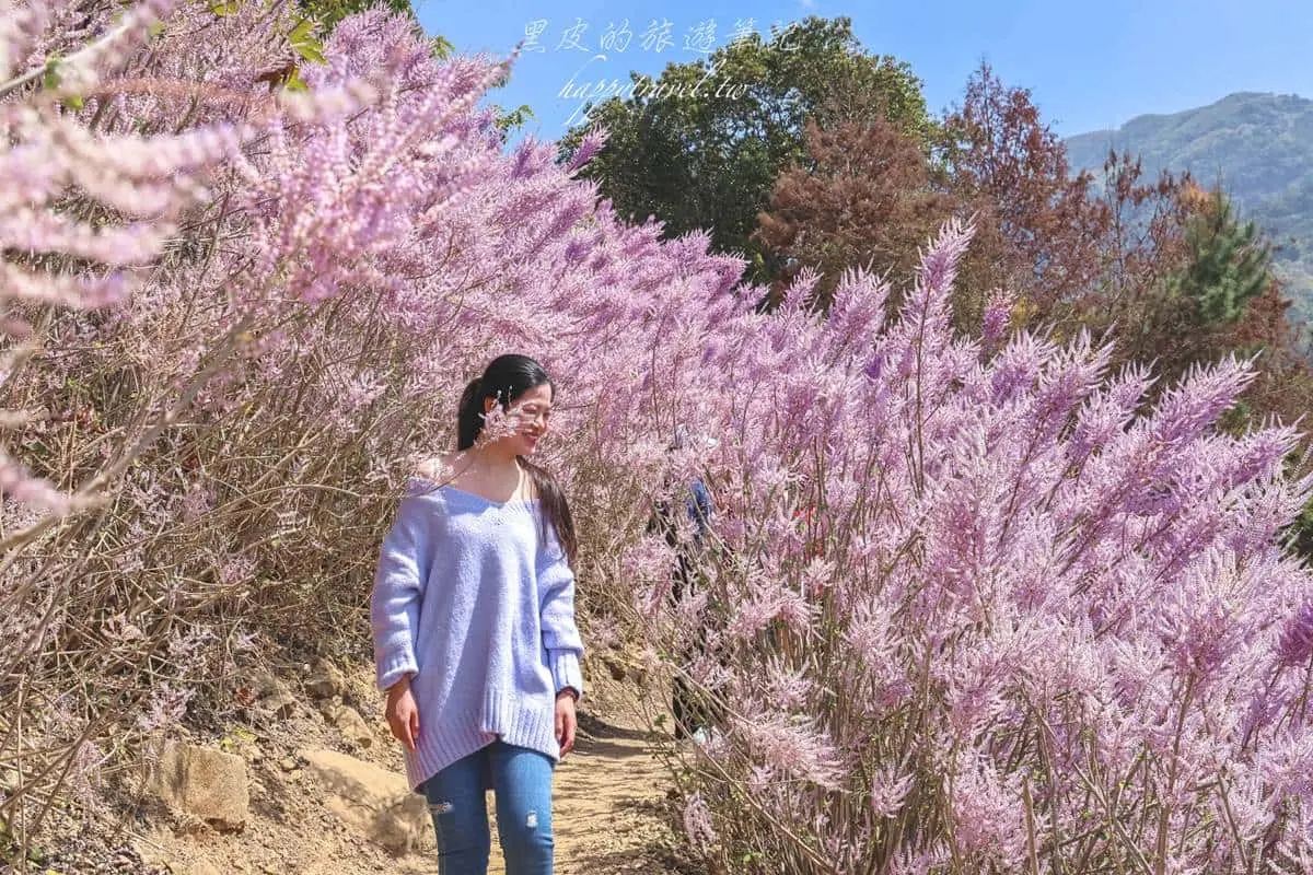 全台最美「粉紅山丘」在這！比人高「麝香木花海」爆發中，３月底前快朝聖