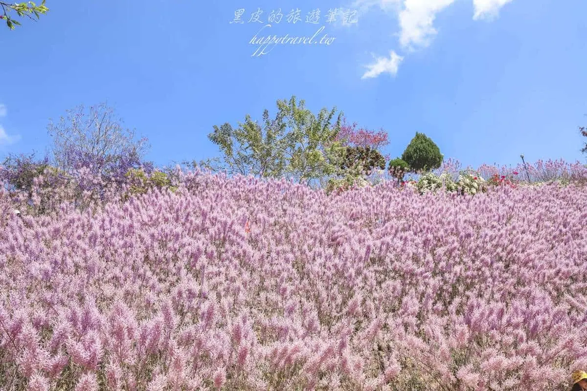 全台最美「粉紅山丘」在這！比人高「麝香木花海」爆發中，３月底前快朝聖