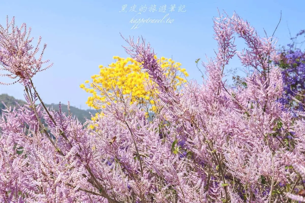 全台最美「粉紅山丘」在這！比人高「麝香木花海」爆發中，３月底前快朝聖