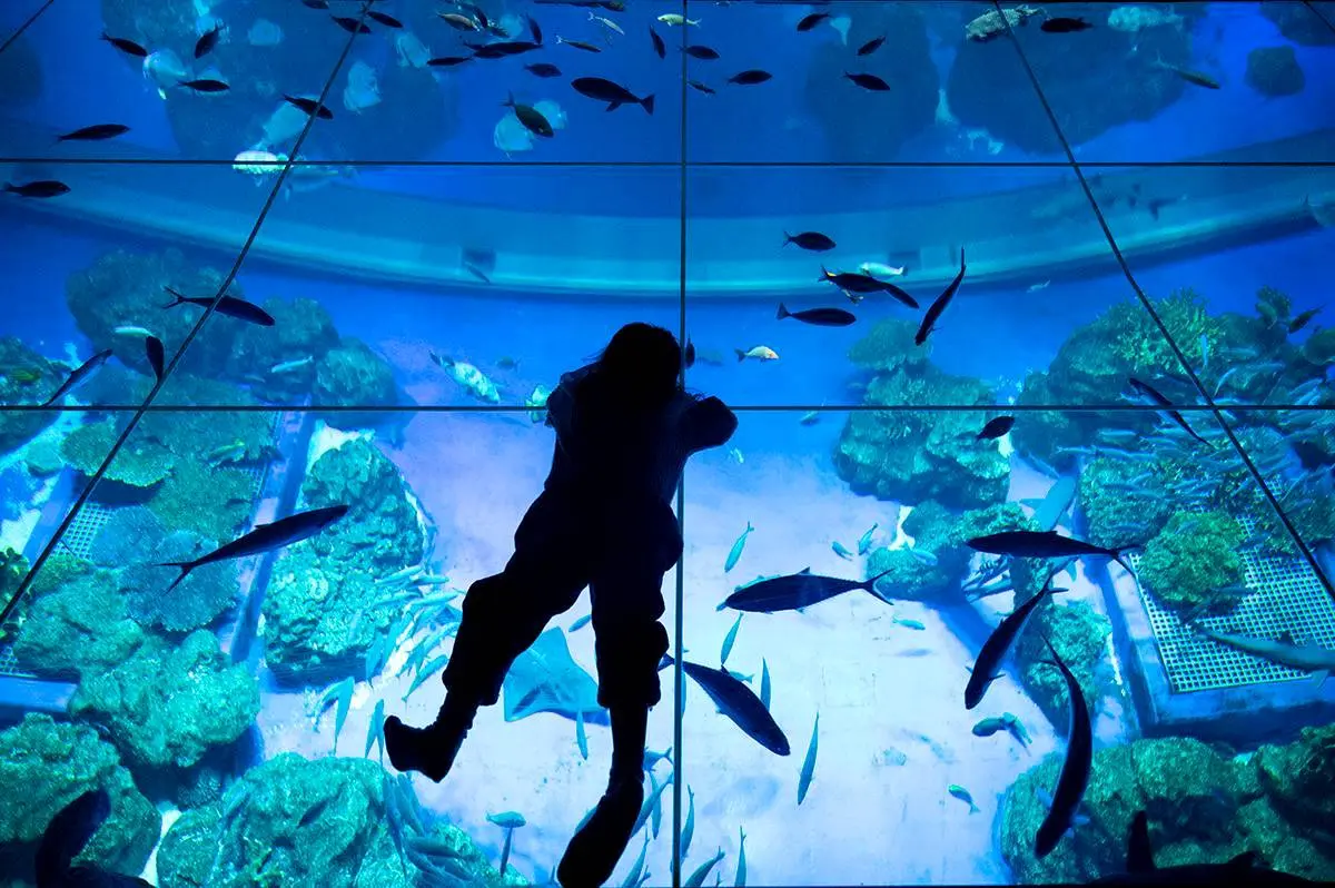 沖繩水族館再＋1！「巨型水族箱」宛如置身海底，近距離看樹懶、摸小鯊魚