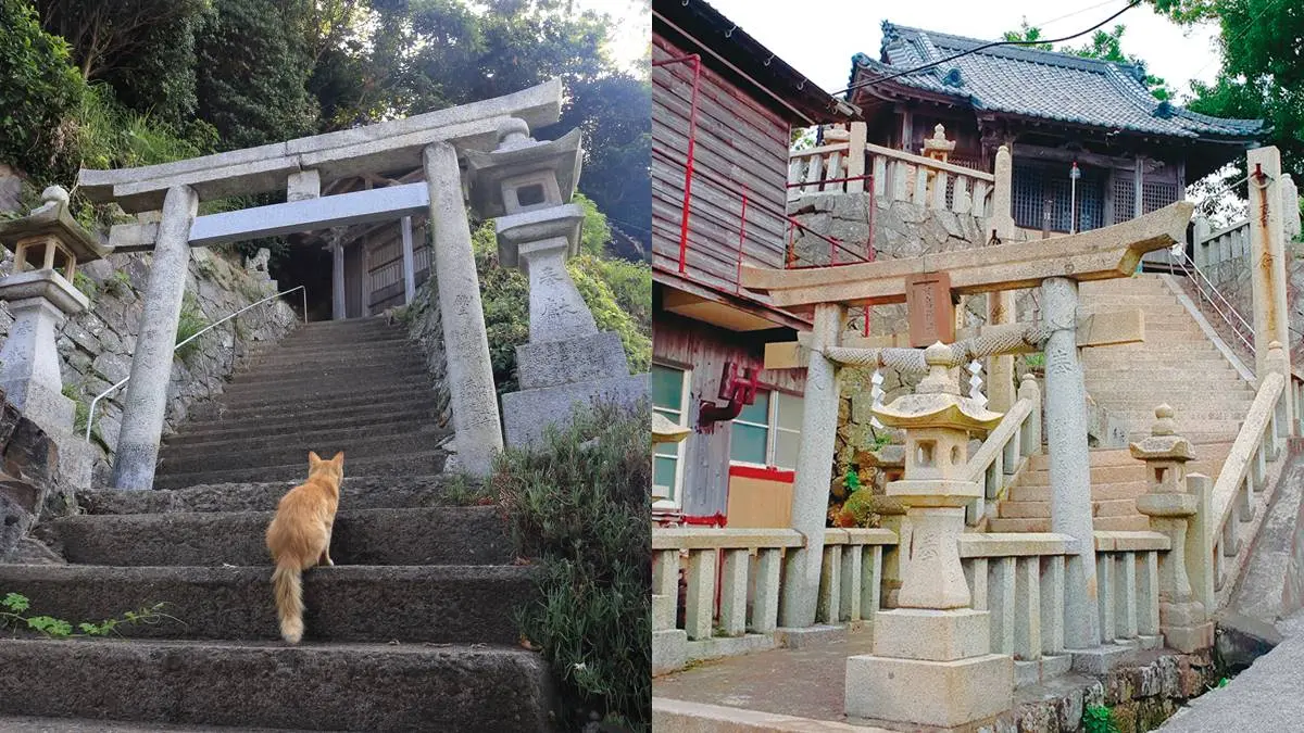 貓奴一生必訪天堂!「超萌貓島」百隻貓咪比居民還多,想朝聖還得看運氣 貓奴一生必訪天堂!「超萌貓島」百隻貓咪比居民還多,想朝聖還得看運氣