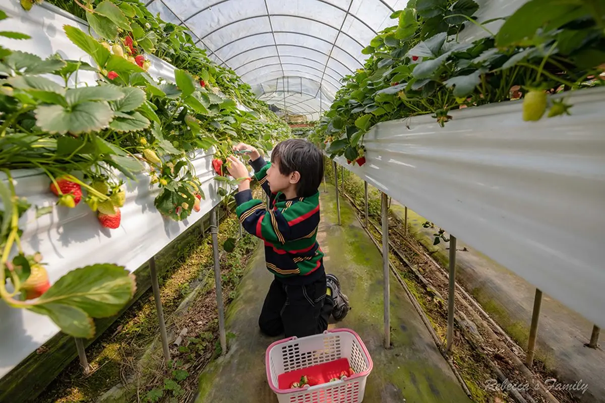 草莓季快衝！全台９家「免門票草莓園」：挑戰最大白草莓園、打卡免費吃冰
