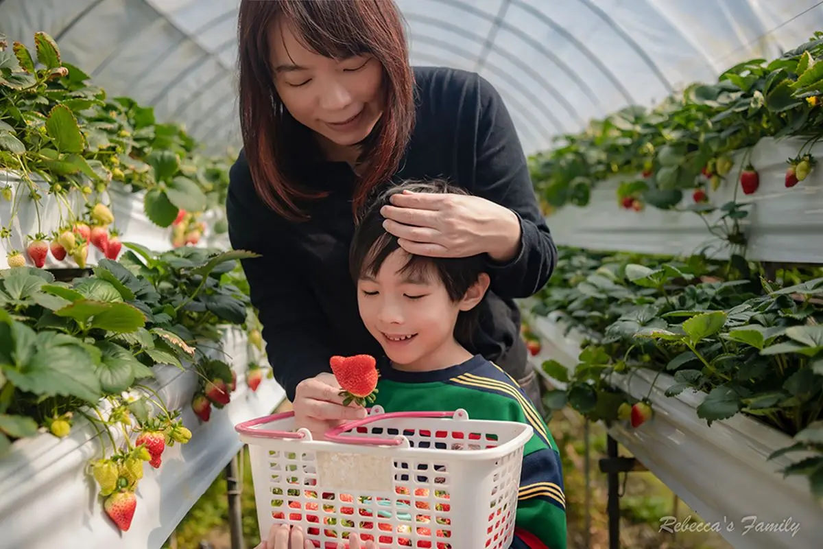 草莓季快衝！全台９家「免門票草莓園」：挑戰最大白草莓園、打卡免費吃冰
