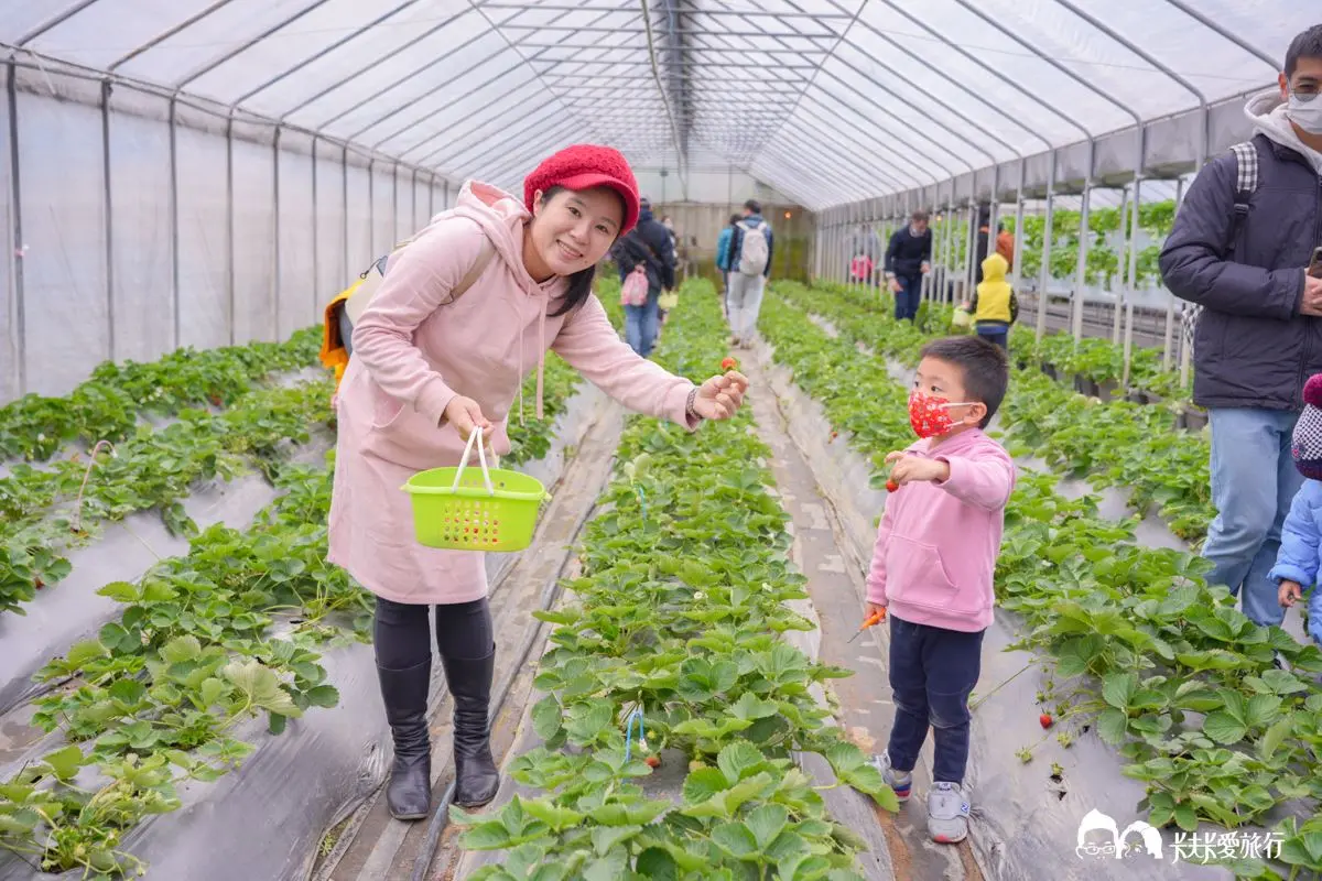 草莓季快衝！全台９家「免門票草莓園」：挑戰最大白草莓園、打卡免費吃冰