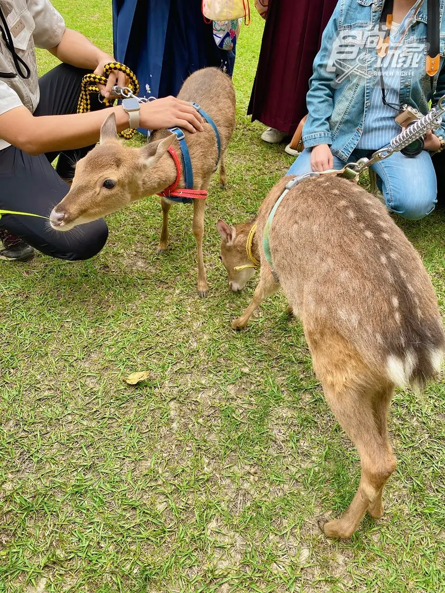全台最大日式動物園!梅花鹿、羊駝和水豚都有,全新韓版和服秒變日本女大生 全台最大日式動物園!梅花鹿、羊駝和水豚都有,全新韓版和服秒變日本女大生