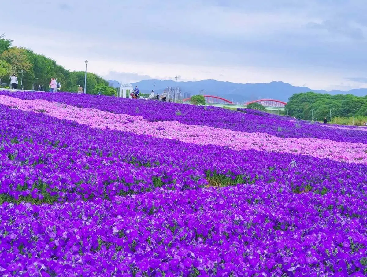 「紫爆」旋風襲捲全台!6處仙氣花海:萬坪紫藤園、河濱旁「台版普羅旺斯」 「紫爆」旋風襲捲全台!6處仙氣花海:萬坪紫藤園、河濱旁「台版普羅旺斯」