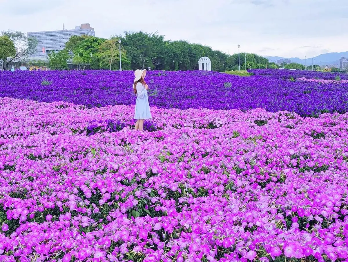 「紫爆」旋風襲捲全台!6處仙氣花海:萬坪紫藤園、河濱旁「台版普羅旺斯」 「紫爆」旋風襲捲全台!6處仙氣花海:萬坪紫藤園、河濱旁「台版普羅旺斯」