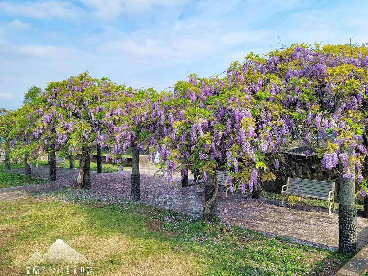 「紫爆」旋風襲捲全台!6處仙氣花海:萬坪紫藤園、河濱旁「台版普羅旺斯」 「紫爆」旋風襲捲全台!6處仙氣花海:萬坪紫藤園、河濱旁「台版普羅旺斯」