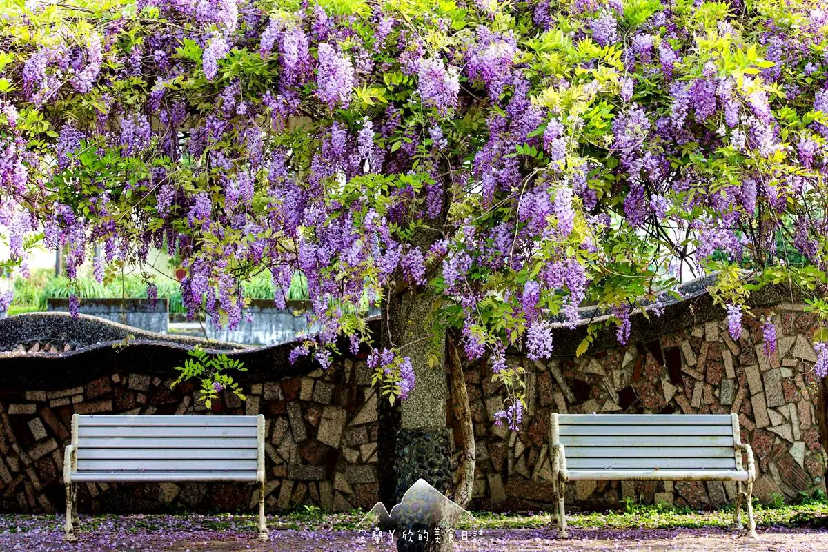 「紫爆」旋風襲捲全台!6處仙氣花海:萬坪紫藤園、河濱旁「台版普羅旺斯」 「紫爆」旋風襲捲全台!6處仙氣花海:萬坪紫藤園、河濱旁「台版普羅旺斯」