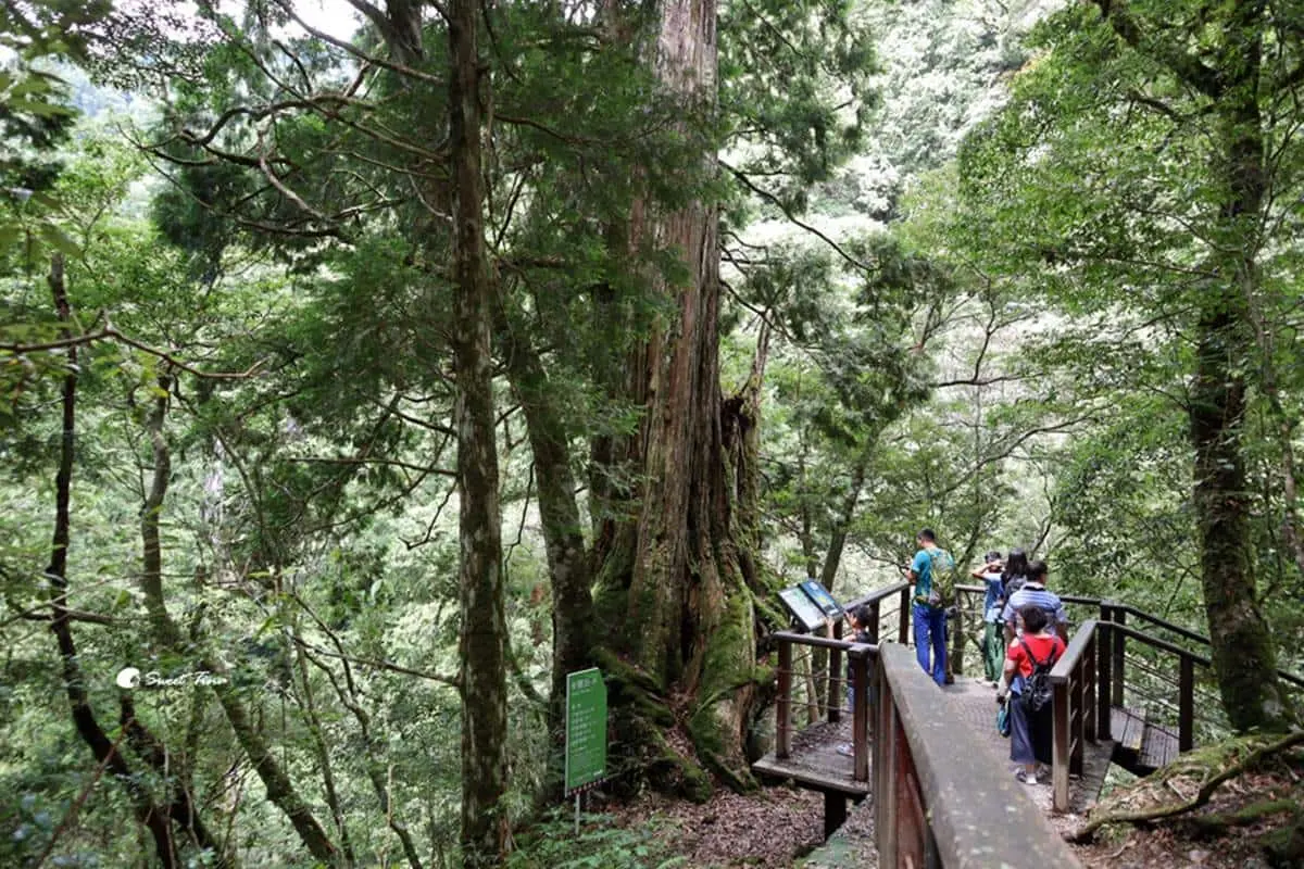 100元逛整天!桃園全新森林遊樂區「這天」起開園,巨大「神木群步道」超壯觀 100元逛整天!桃園全新森林遊樂區「這天」起開園,巨大「神木群步道」超壯觀