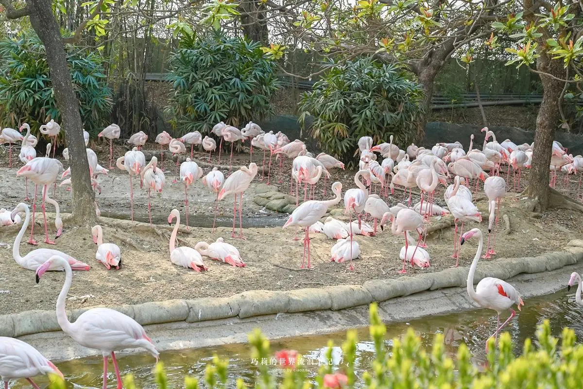 連假５折起玩「南台灣最大動物園」！零距離餵水豚、新遊樂設施，遛小孩快衝