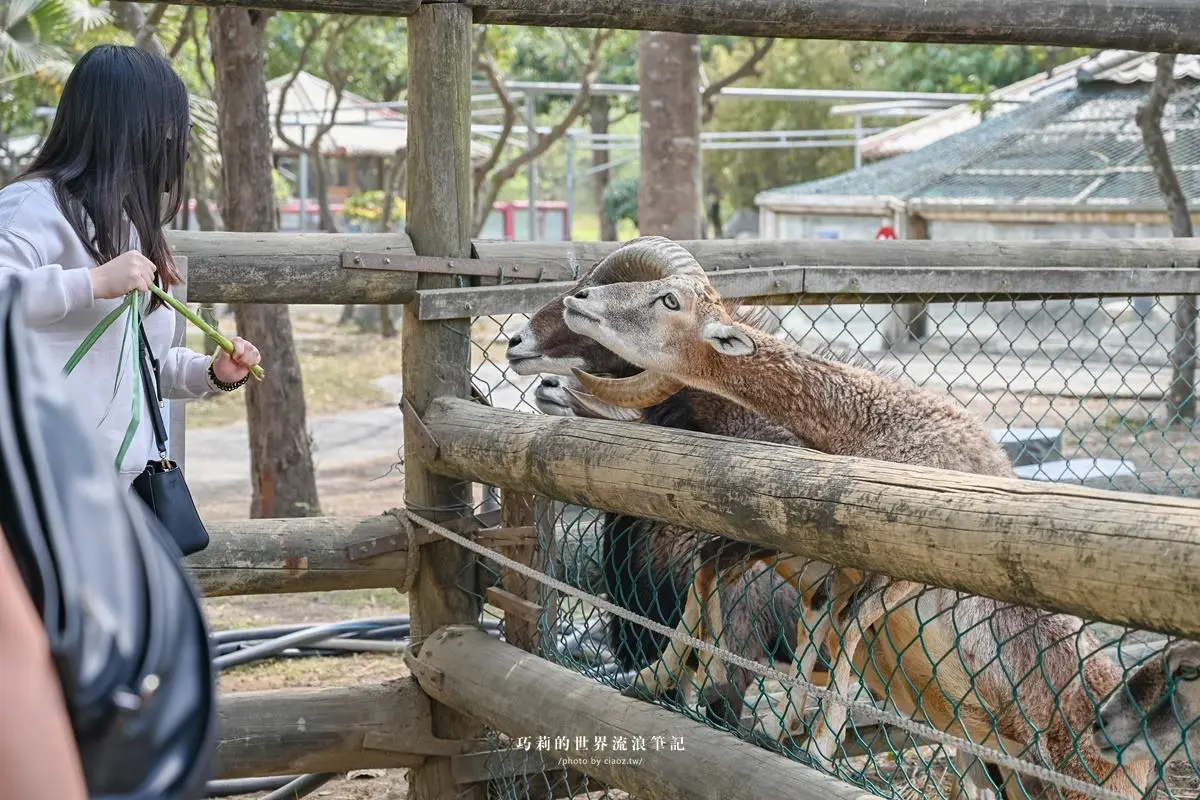 連假５折起玩「南台灣最大動物園」！零距離餵水豚、新遊樂設施，遛小孩快衝