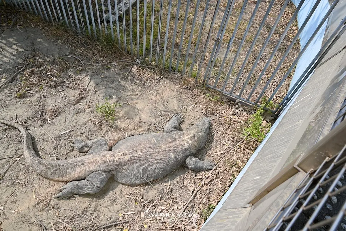 連假5折起玩「南台灣最大動物園」!零距離餵水豚、新遊樂設施,遛小孩快衝 連假5折起玩「南台灣最大動物園」!零距離餵水豚、新遊樂設施,遛小孩快衝