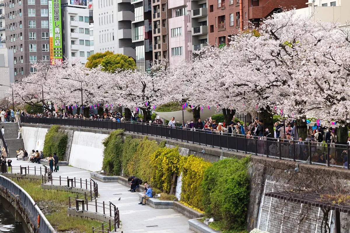 雷門櫻花大爆發！「１公里夢幻花海」登場，必拍晴空塔賞花美照