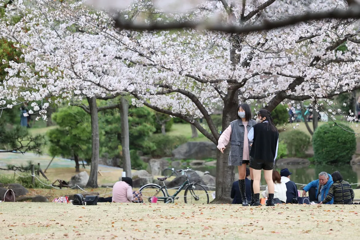 雷門櫻花大爆發！「１公里夢幻花海」登場，必拍晴空塔賞花美照