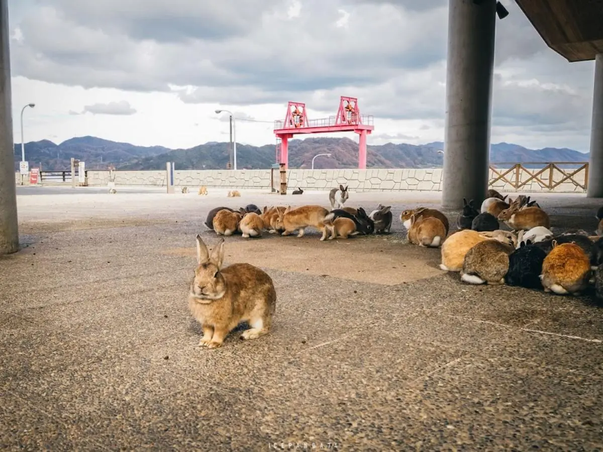 日本動物系景點！超人氣６處必去：全球唯一狐狸村、千隻兔兔圍繞神祕島