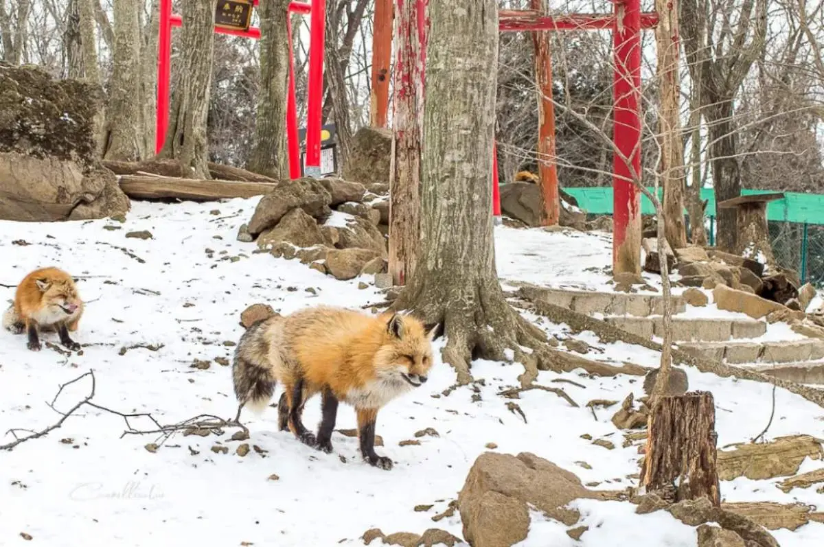 日本動物系景點！超人氣６處必去：全球唯一狐狸村、千隻兔兔圍繞神祕島