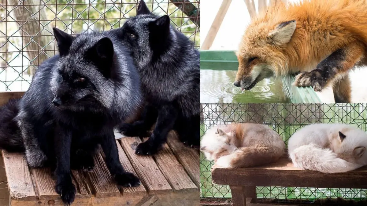 日本動物系景點！超人氣６處必去：全球唯一狐狸村、千隻兔兔圍繞神祕島