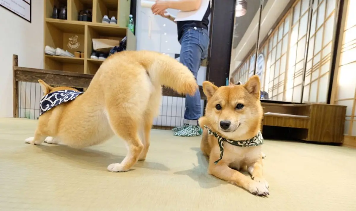 日本動物系景點！超人氣６處必去：全球唯一狐狸村、千隻兔兔圍繞神祕島