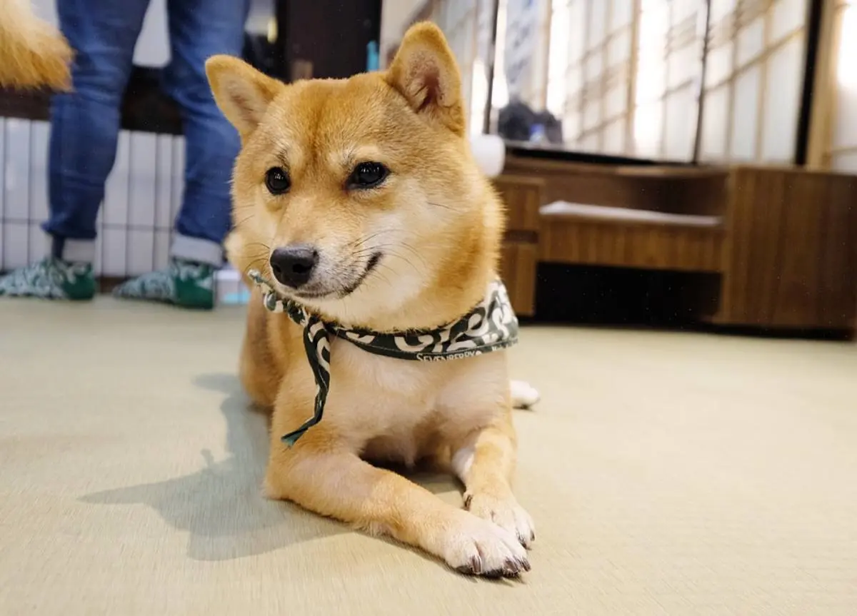 日本動物系景點！超人氣６處必去：全球唯一狐狸村、千隻兔兔圍繞神祕島