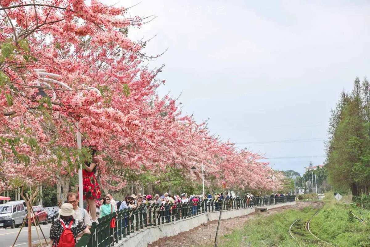 粉爆了!中南部7處「花旗木祕境」:台版吉野山千本櫻、彰化最美鐵道 粉爆了!中南部7處「花旗木祕境」:台版吉野山千本櫻、彰化最美鐵道