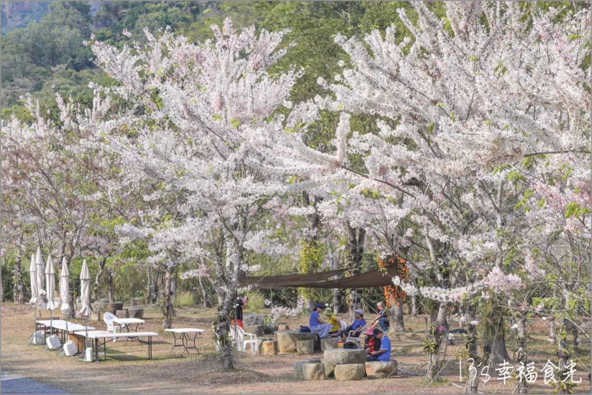 粉爆了！中南部７處「花旗木祕境」：台版吉野山千本櫻、彰化最美鐵道