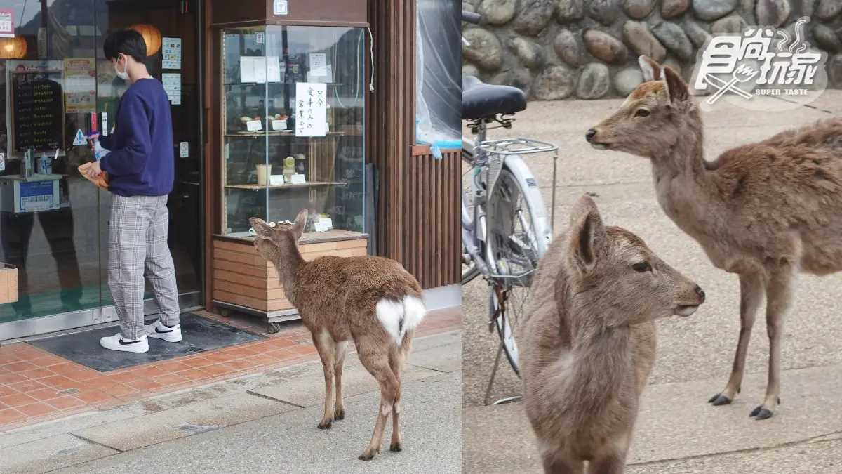 海上大鳥居重新亮相！「嚴島神社＋商店街」看Ｑ萌小鹿、幸運飯勺帶回家