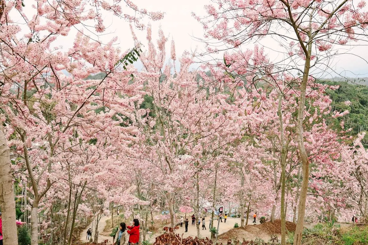 免門票衝「最祕境花旗木小村莊」！400多株粉紅山谷美翻，順逛市集、聽音樂會
