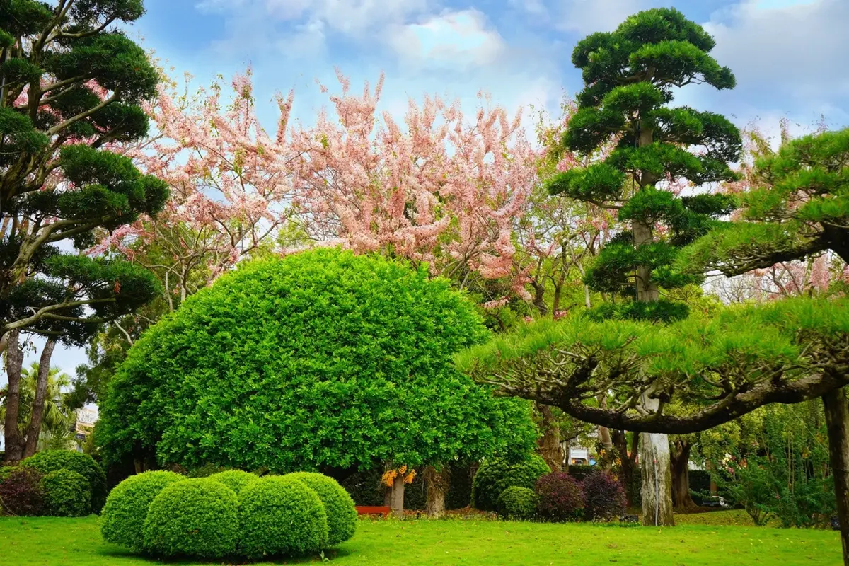 大甲媽信徒入園半價!「台版兼六園」國小女童免費逛,再賞滿開紫藤、花旗木 大甲媽信徒入園半價!「台版兼六園」國小女童免費逛,再賞滿開紫藤、花旗木