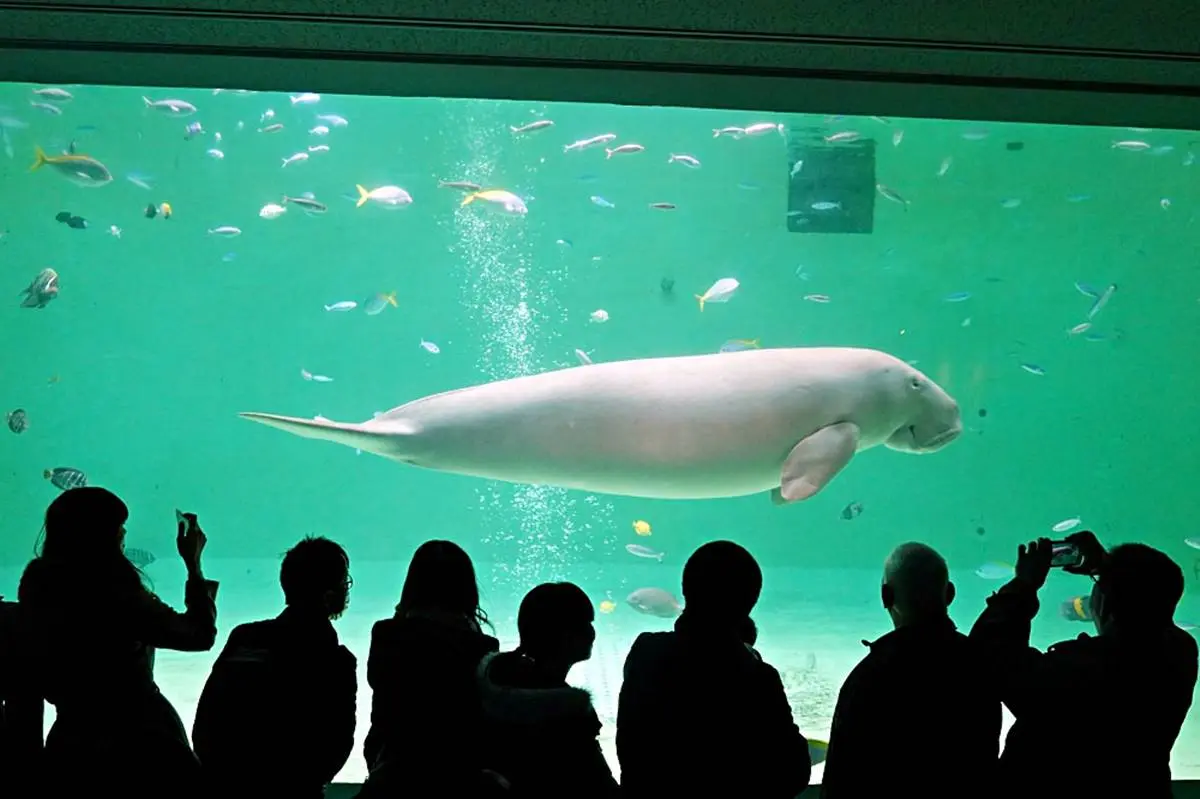 6大特色水族館!日本行不去後悔:唯一「美人魚」水族館、全日最大球體水槽 6大特色水族館!日本行不去後悔:唯一「美人魚」水族館、全日最大球體水槽