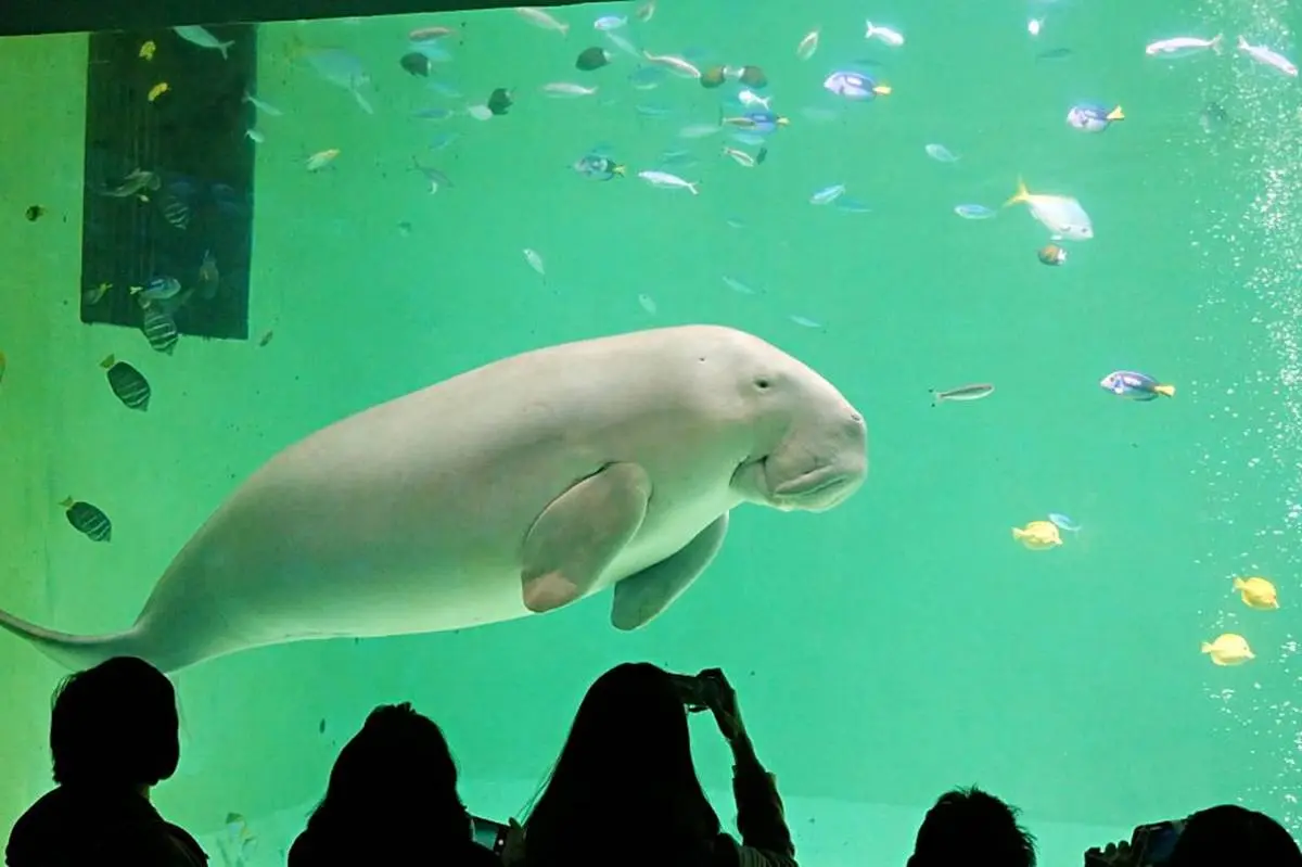 6大特色水族館!日本行不去後悔:唯一「美人魚」水族館、全日最大球體水槽 6大特色水族館!日本行不去後悔:唯一「美人魚」水族館、全日最大球體水槽