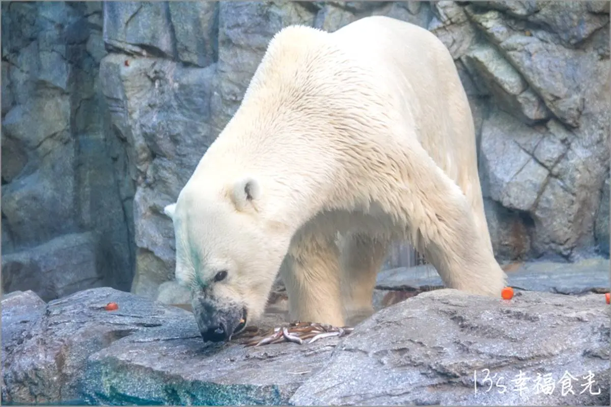 6大特色水族館!日本行不去後悔:唯一「美人魚」水族館、全日最大球體水槽 6大特色水族館!日本行不去後悔:唯一「美人魚」水族館、全日最大球體水槽