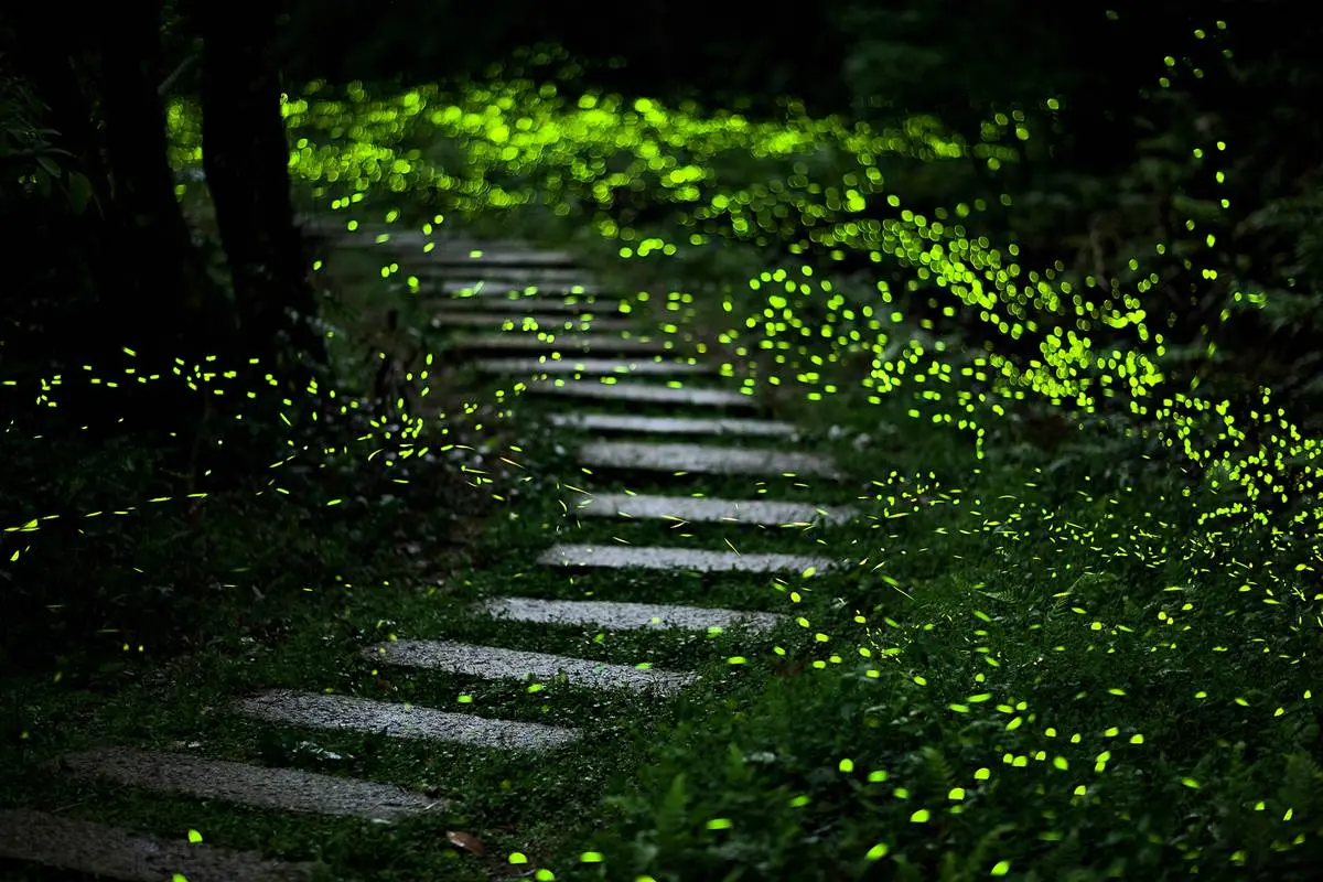 錯過等明年!全台6「夢幻賞螢祕境」:桐花「螢」河步道、生態導覽搶先預約 錯過等明年!全台6「夢幻賞螢祕境」:桐花「螢」河步道、生態導覽搶先預約