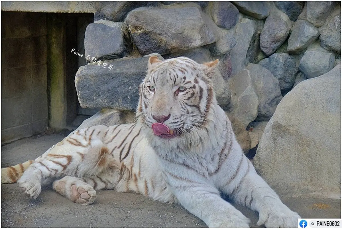 日本人氣動物園！５間必去推薦：坐造型巴士餵動物、企鵝散步秀、珍稀白老虎