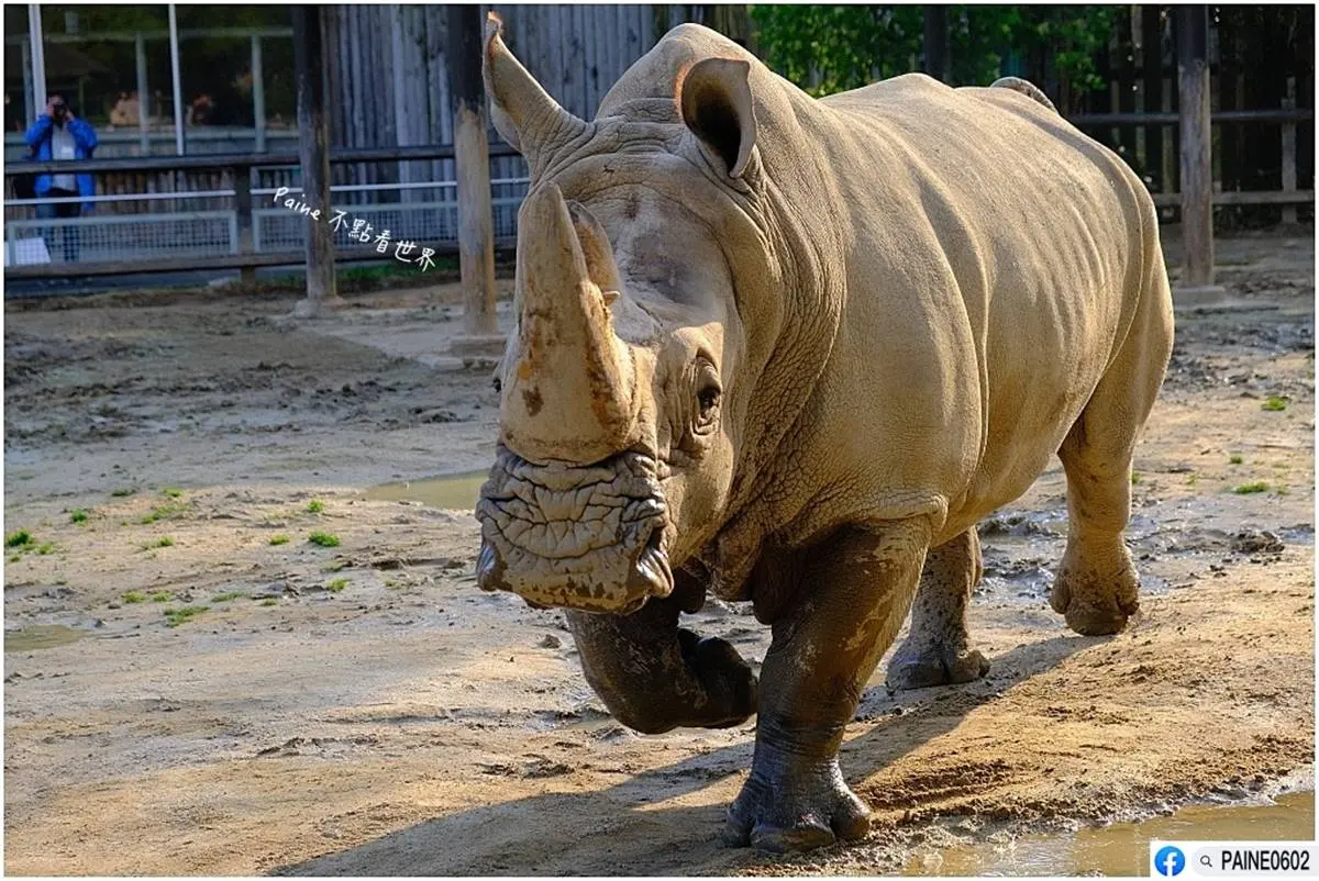 日本人氣動物園！５間必去推薦：坐造型巴士餵動物、企鵝散步秀、珍稀白老虎