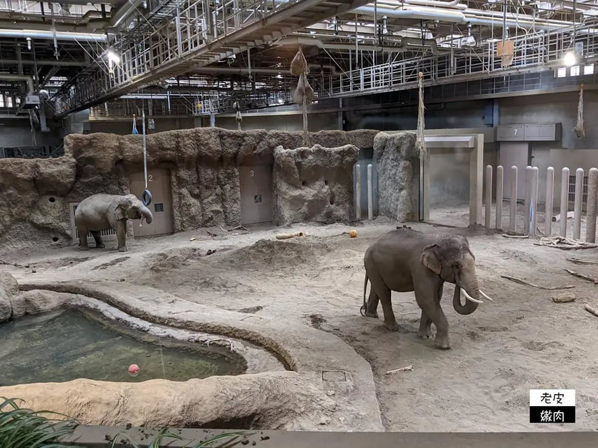 日本人氣動物園！５間必去推薦：坐造型巴士餵動物、企鵝散步秀、珍稀白老虎