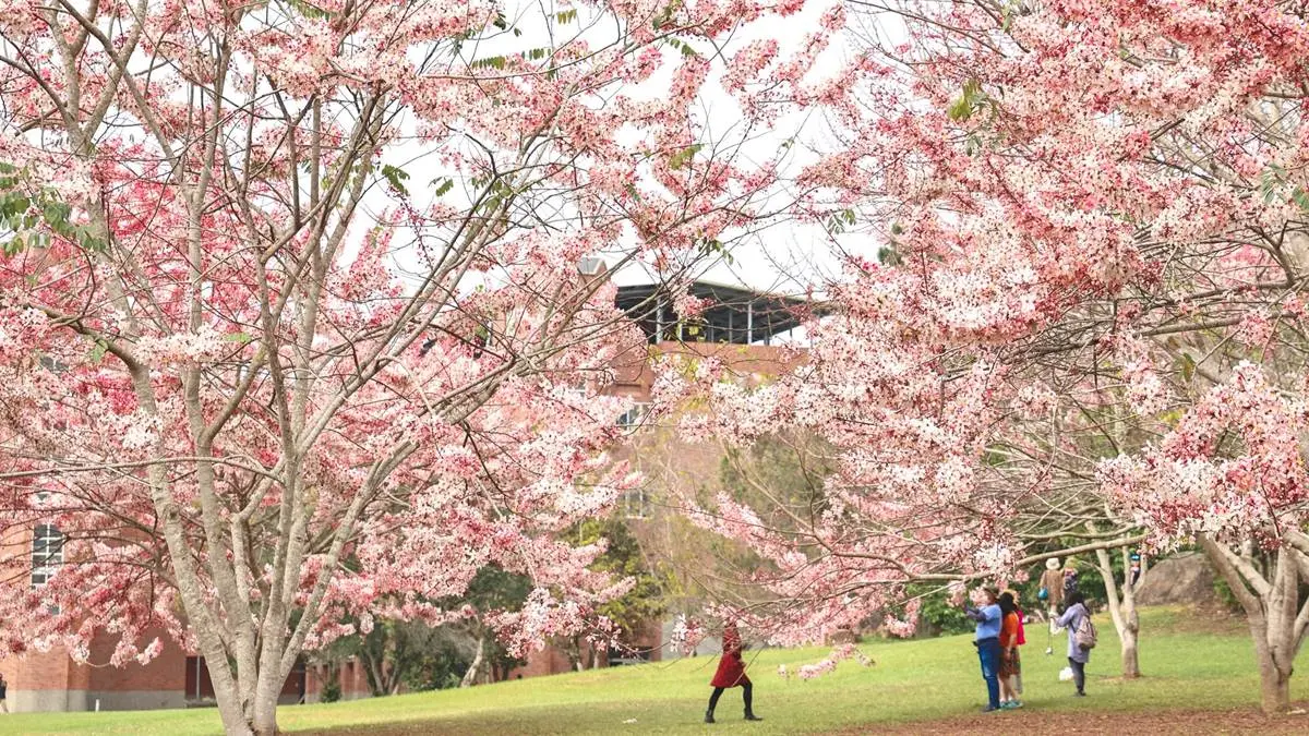 母親節帶媽媽去賞花！滿開「粉色花旗木」藏南投大學，浪漫粉紅雨錯過等明年