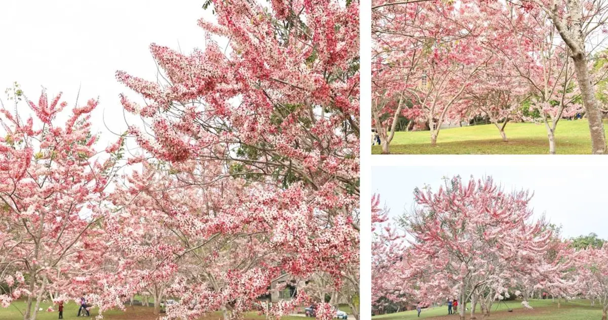 母親節帶媽媽去賞花！滿開「粉色花旗木」藏南投大學，浪漫粉紅雨錯過等明年