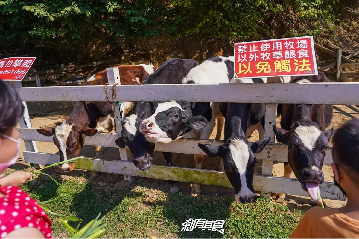 端午連假省荷包開玩!8家「免門票親子農場」:割牧草餵小羊、菇菇現採現烤 免門票!衝彰化「親子農場」近距離餵牛、遊樂區放電,消暑鮮奶霜淇淋也要買