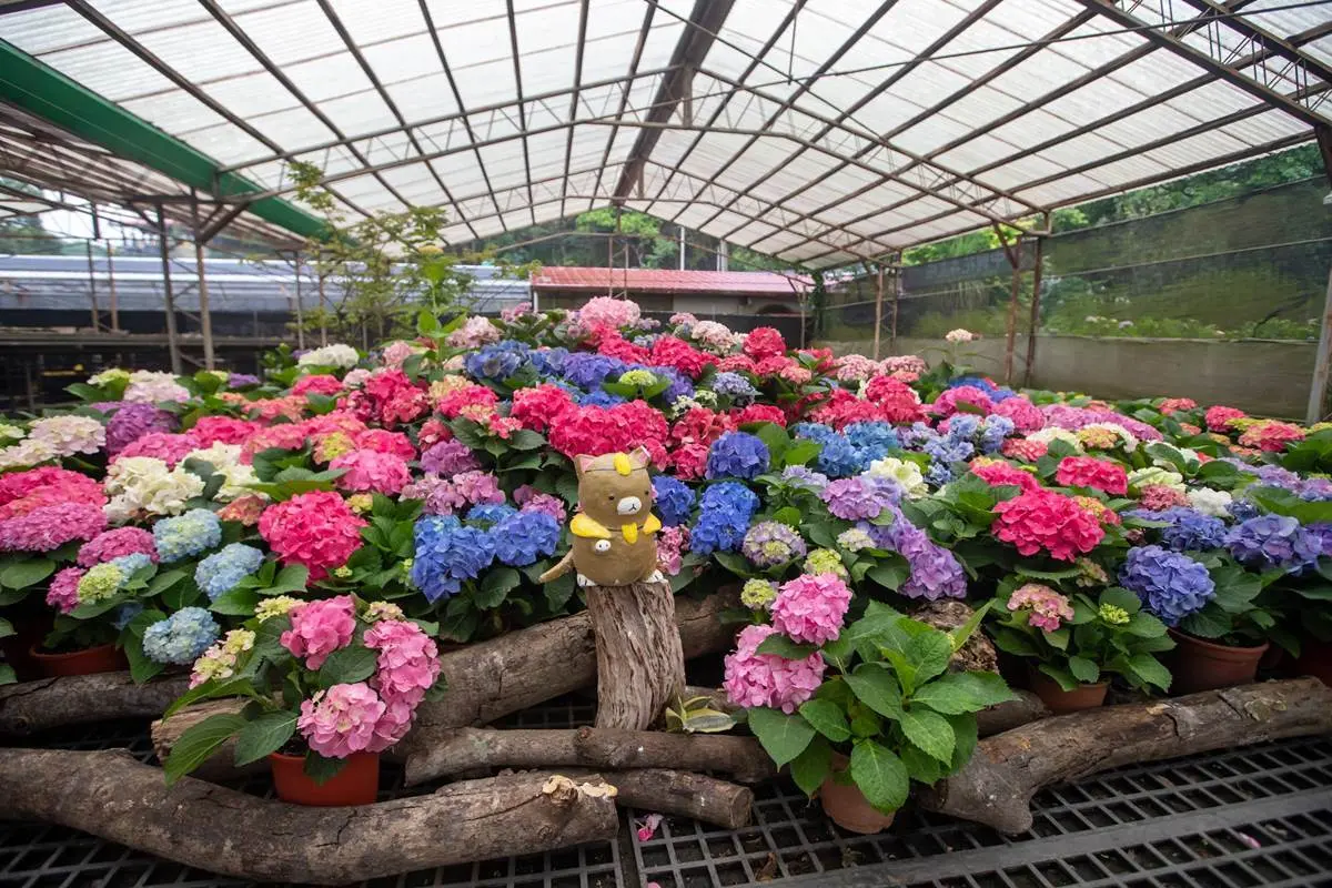 2023桃園繡球花季「這天」開跑!萬株繡球花免費拍爆,順遊周邊4景點+美食 2023桃園繡球花季「這天」開跑!萬株繡球花免費拍爆,順遊周邊4景點+美食