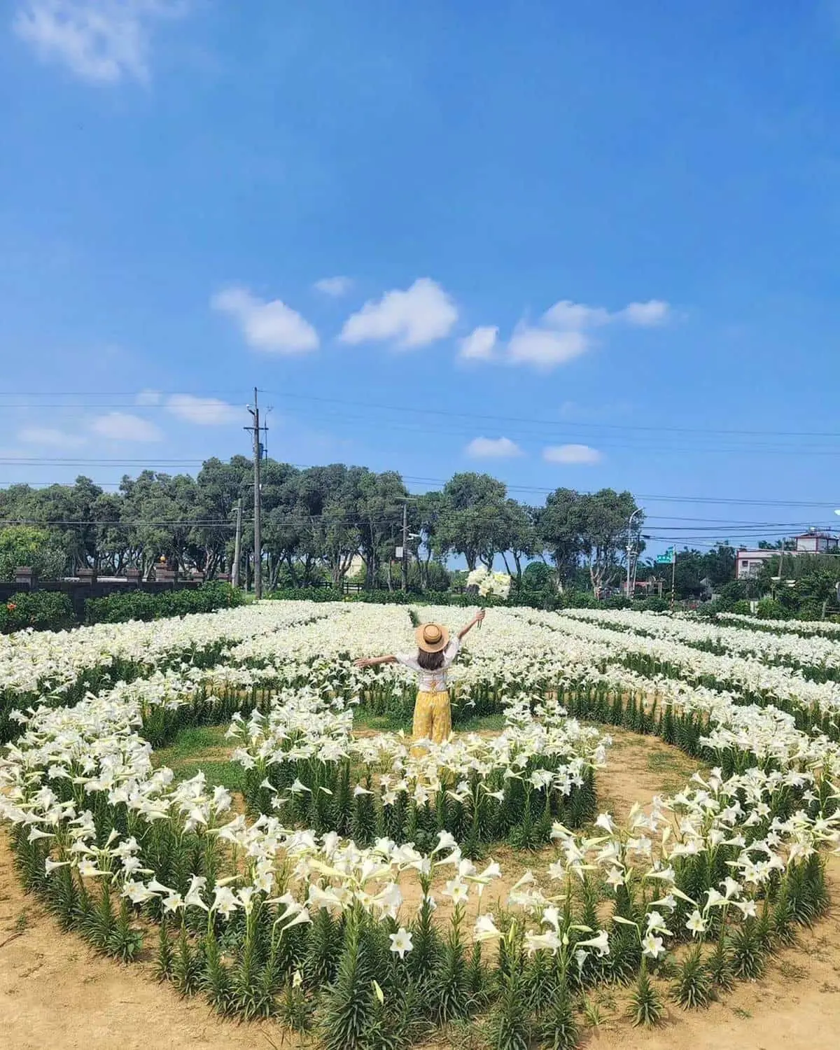 50元拍到飽!衝桃園搶拍2萬株「鐵砲百合花」,錯過等明年、母親節快來賞花 50元拍到飽!衝桃園搶拍2萬株「鐵砲百合花」,錯過等明年、母親節快來賞花